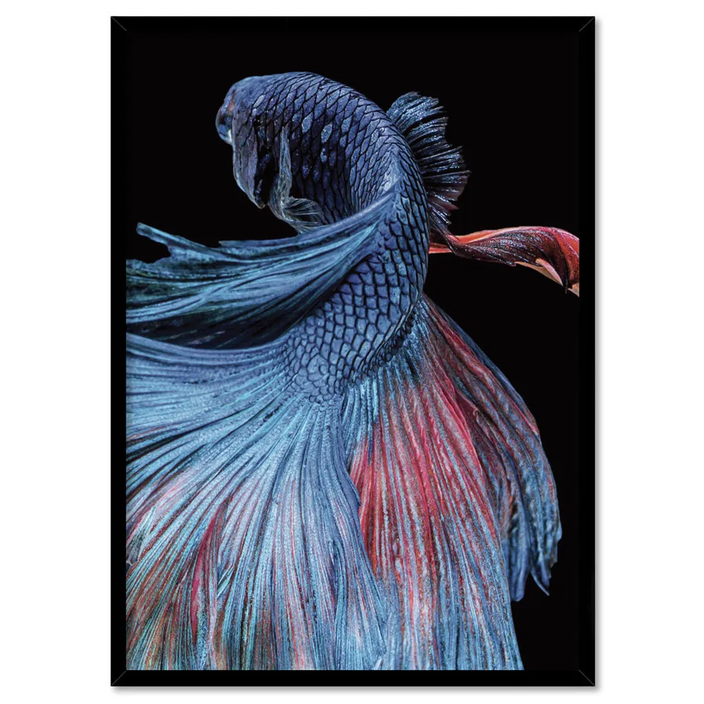 Japanese Red & Blue Betta Fighting Fish - Art Print