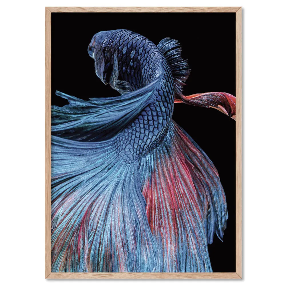 Japanese Red & Blue Betta Fighting Fish - Art Print