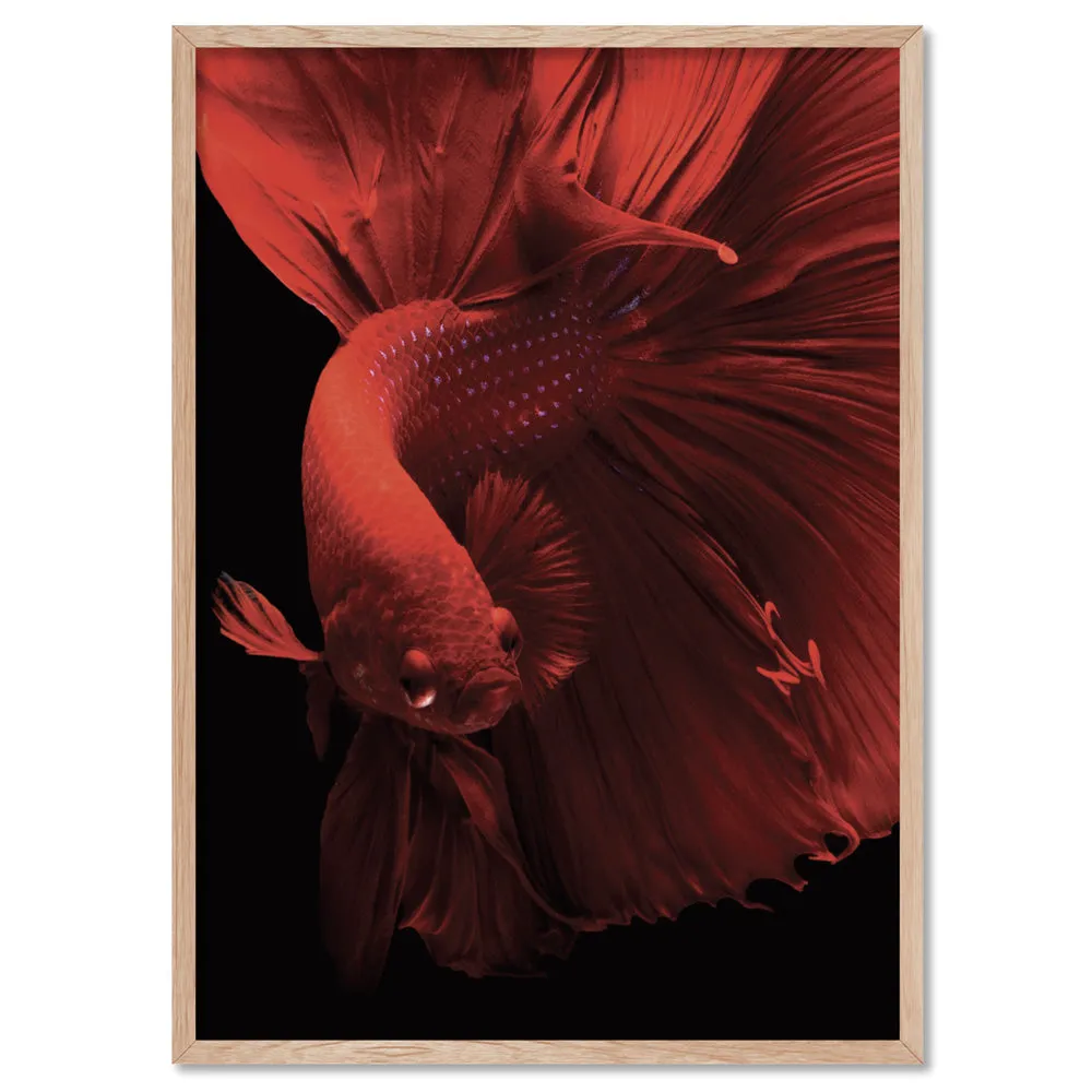 Japanese Red Betta Fighting Fish - Art Print