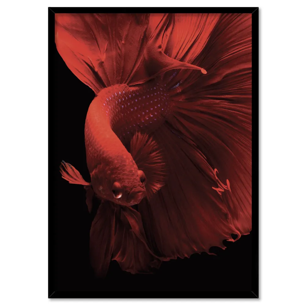 Japanese Red Betta Fighting Fish - Art Print