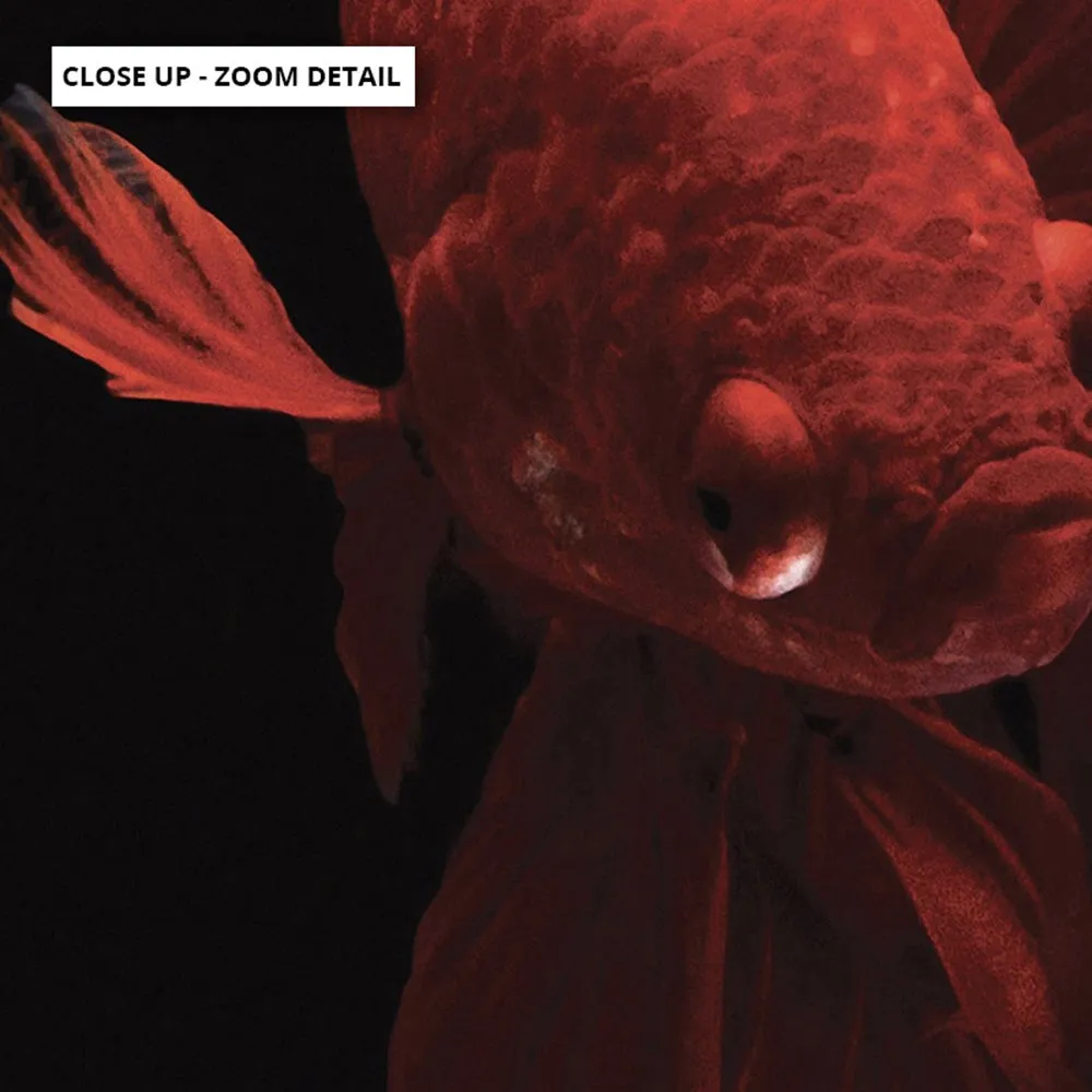 Japanese Red Betta Fighting Fish - Art Print