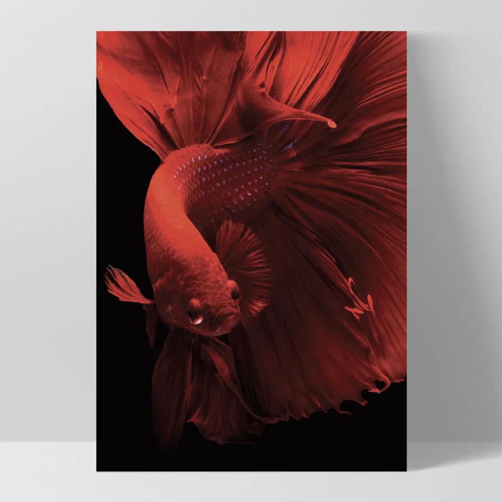 Japanese Red Betta Fighting Fish - Art Print