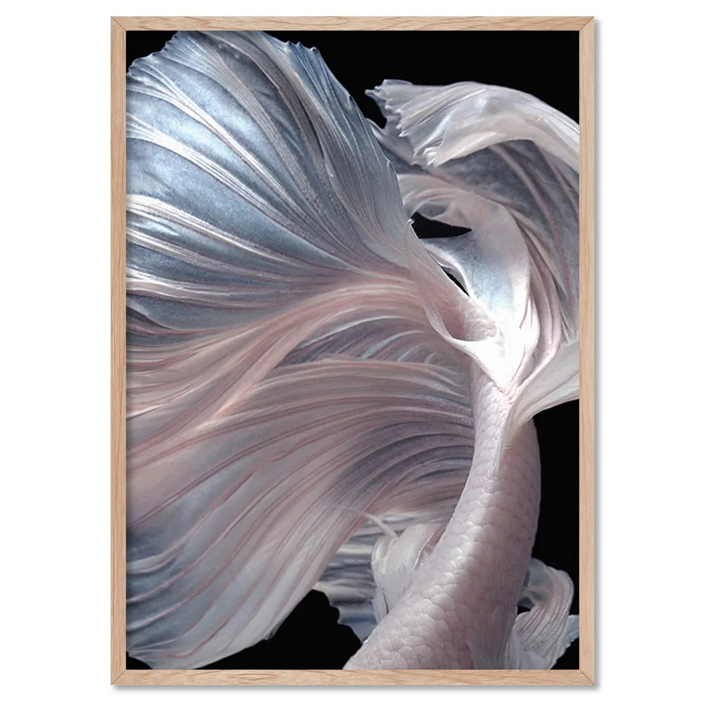 Japanese White I Betta Fighting Fish - Art Print