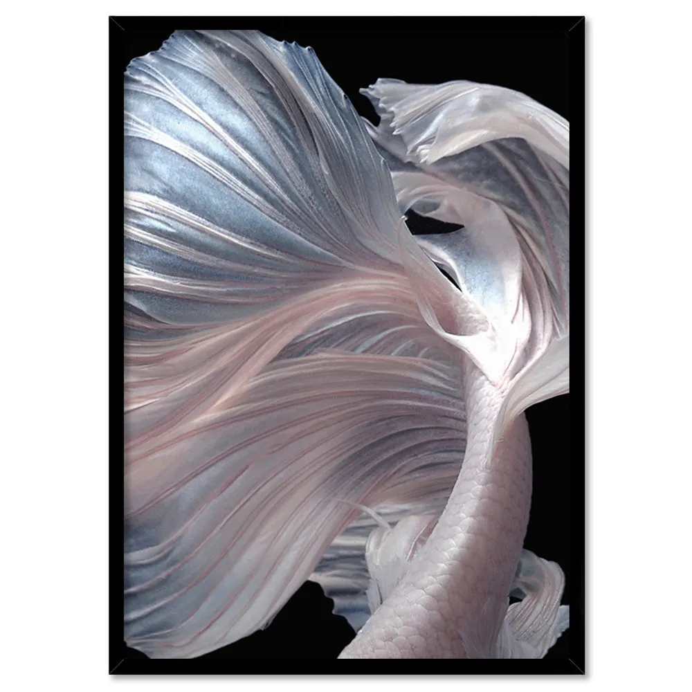 Japanese White I Betta Fighting Fish - Art Print