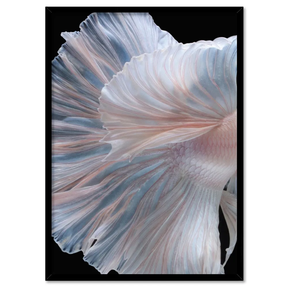 Japanese White II Betta Fighting Fish - Art Print