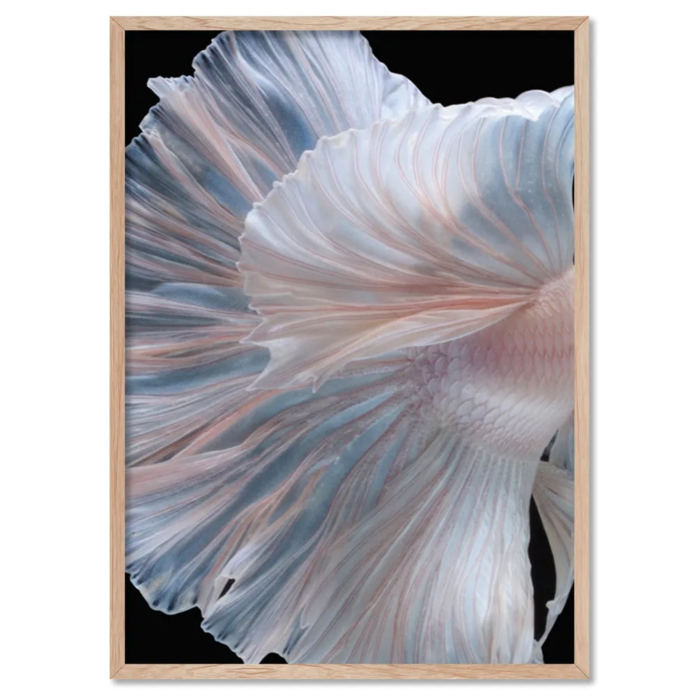 Japanese White II Betta Fighting Fish - Art Print