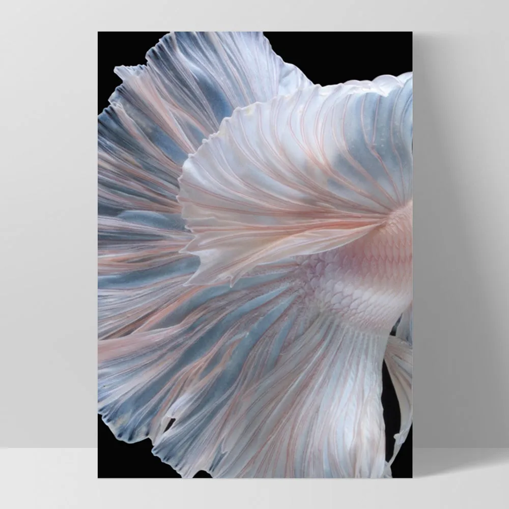 Japanese White II Betta Fighting Fish - Art Print