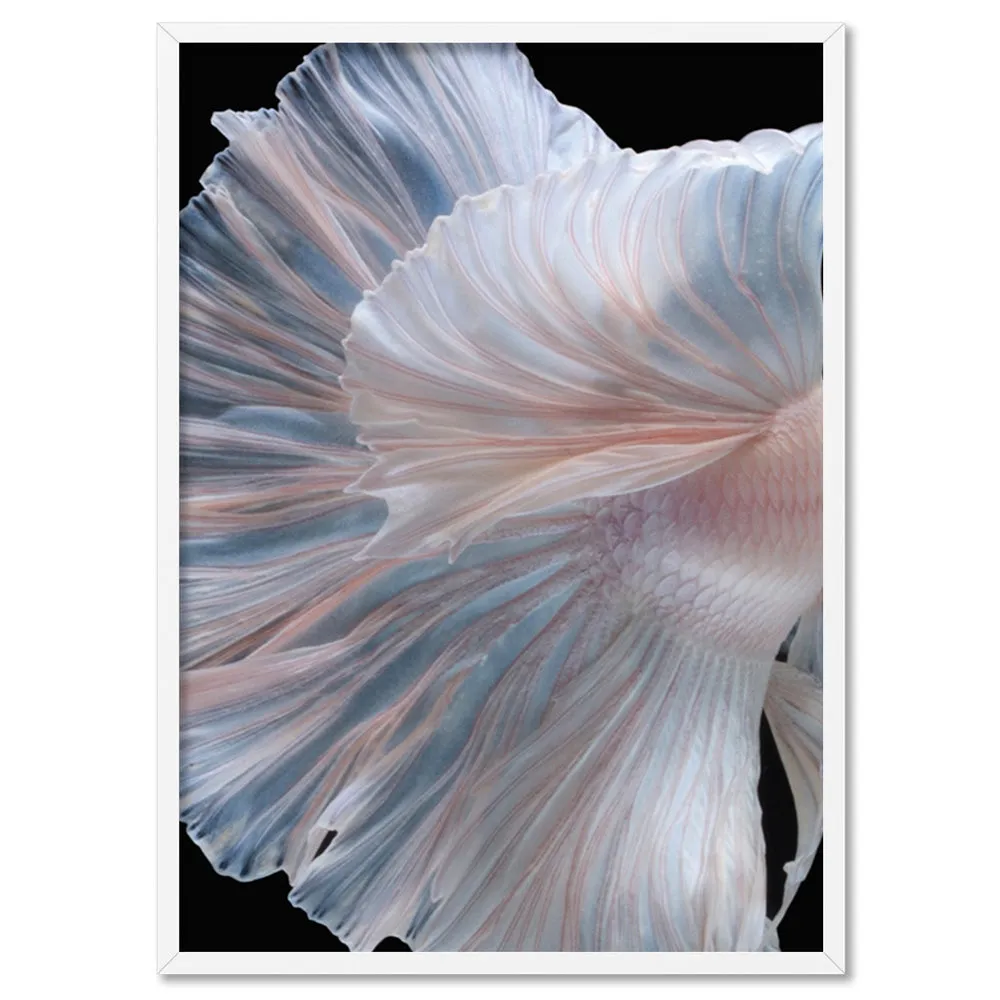 Japanese White II Betta Fighting Fish - Art Print