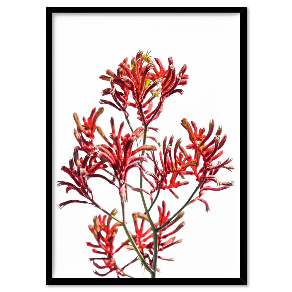 Kangaroo Paw in Red - Art Print