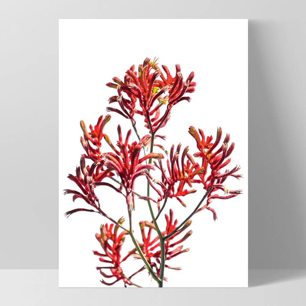 Kangaroo Paw in Red - Art Print