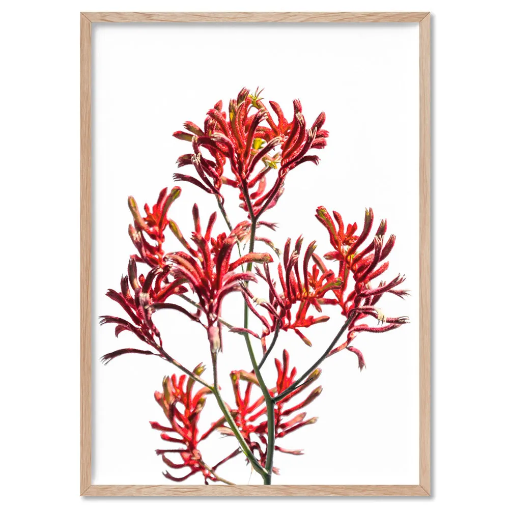 Kangaroo Paw in Red - Art Print