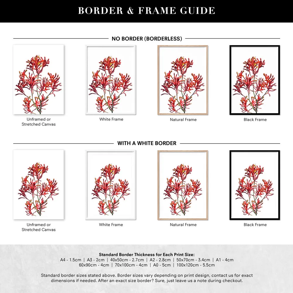 Kangaroo Paw in Red - Art Print