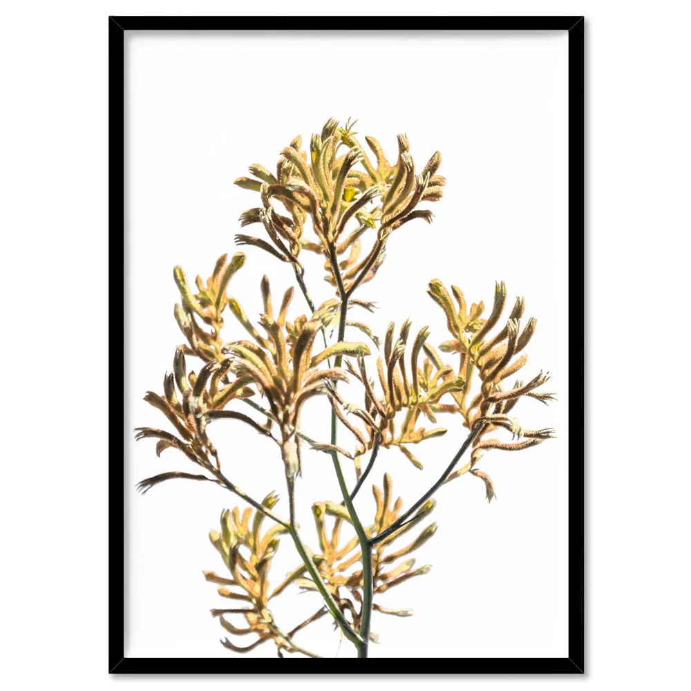 Kangaroo Paw in Yellow - Art Print