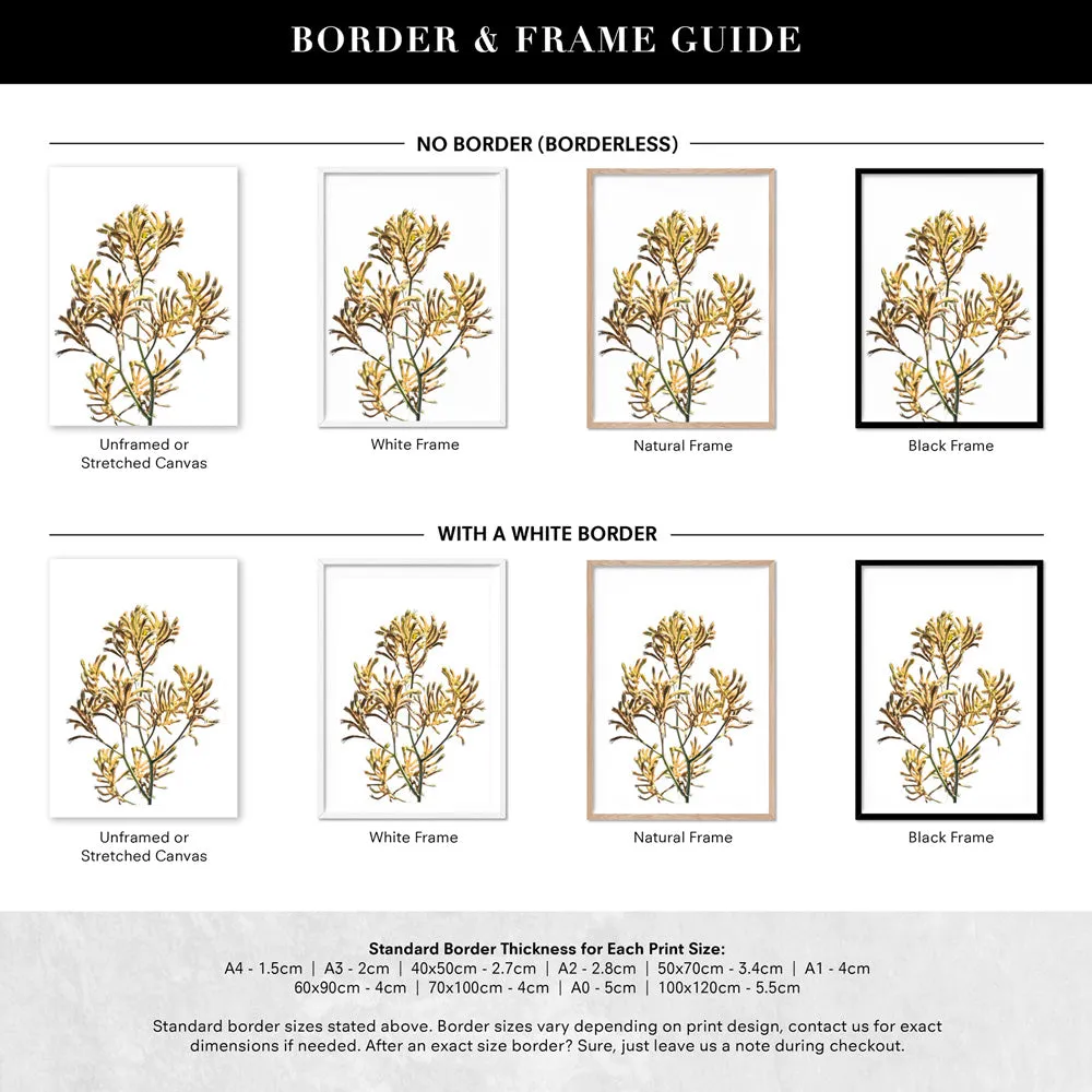 Kangaroo Paw in Yellow - Art Print