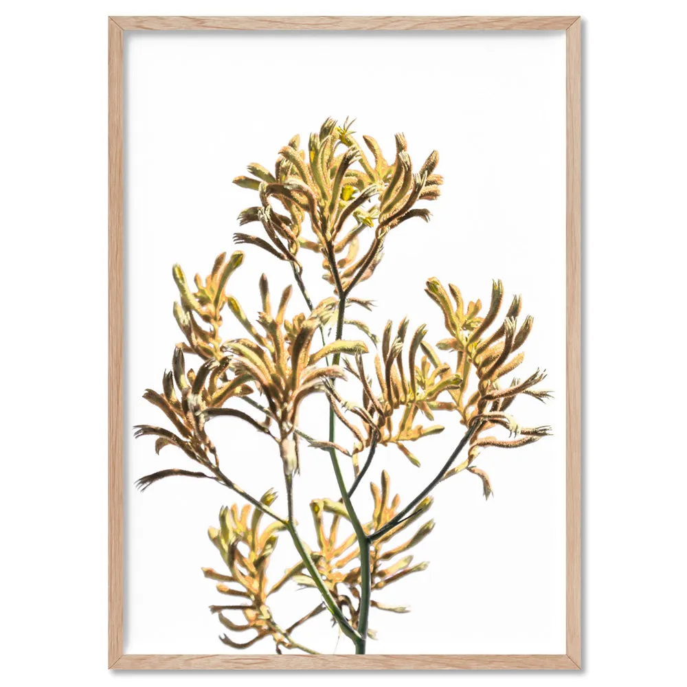 Kangaroo Paw in Yellow - Art Print