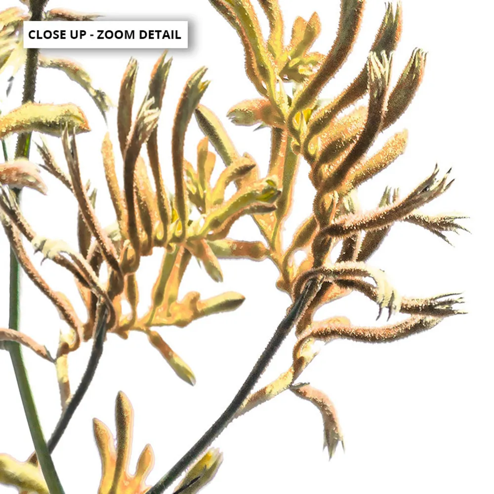 Kangaroo Paw in Yellow - Art Print