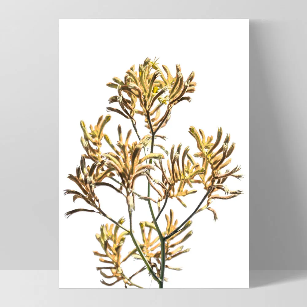 Kangaroo Paw in Yellow - Art Print
