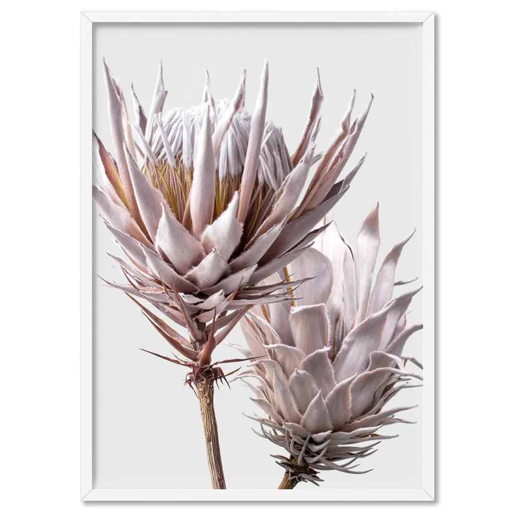 King Protea Duo in Blush - Art Print