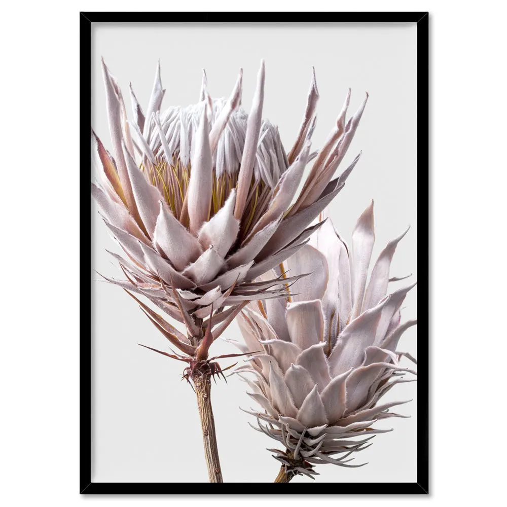 King Protea Duo in Blush - Art Print
