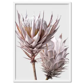 King Protea Duo in Blush - Art Print