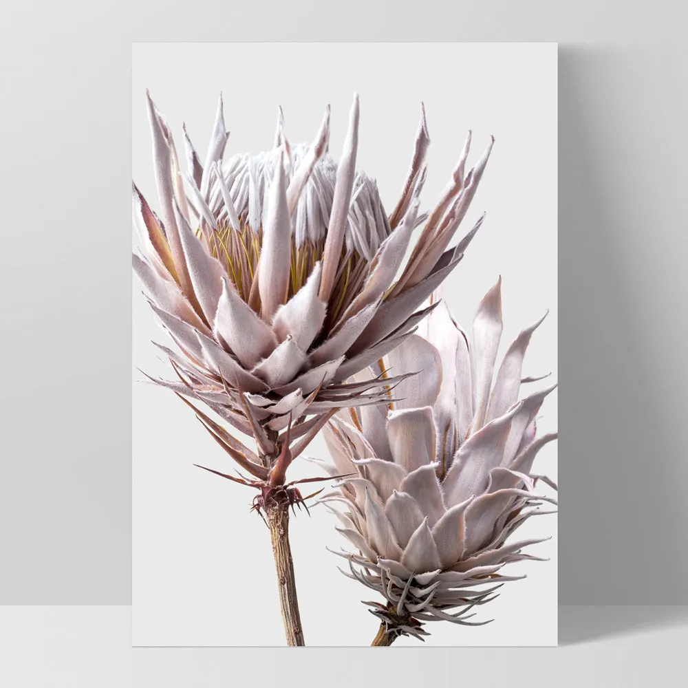 King Protea Duo in Blush - Art Print