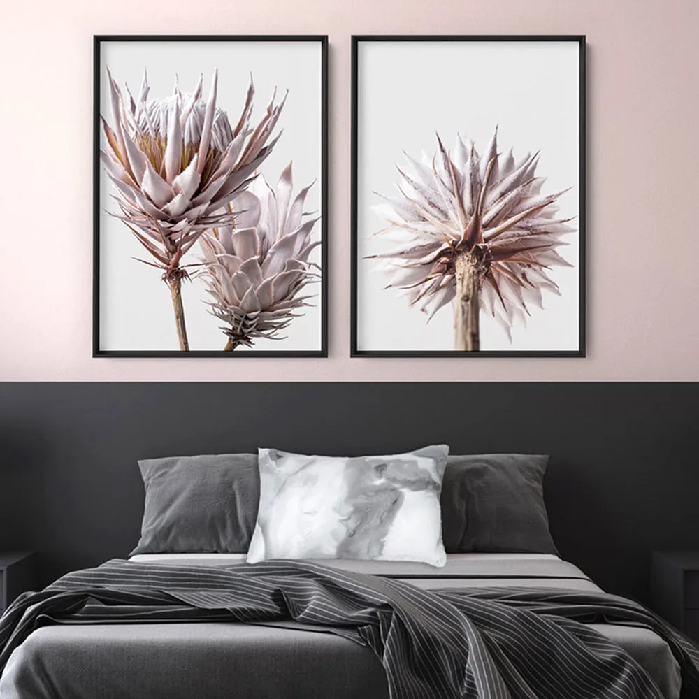 King Protea From Behind in Blush - Art Print