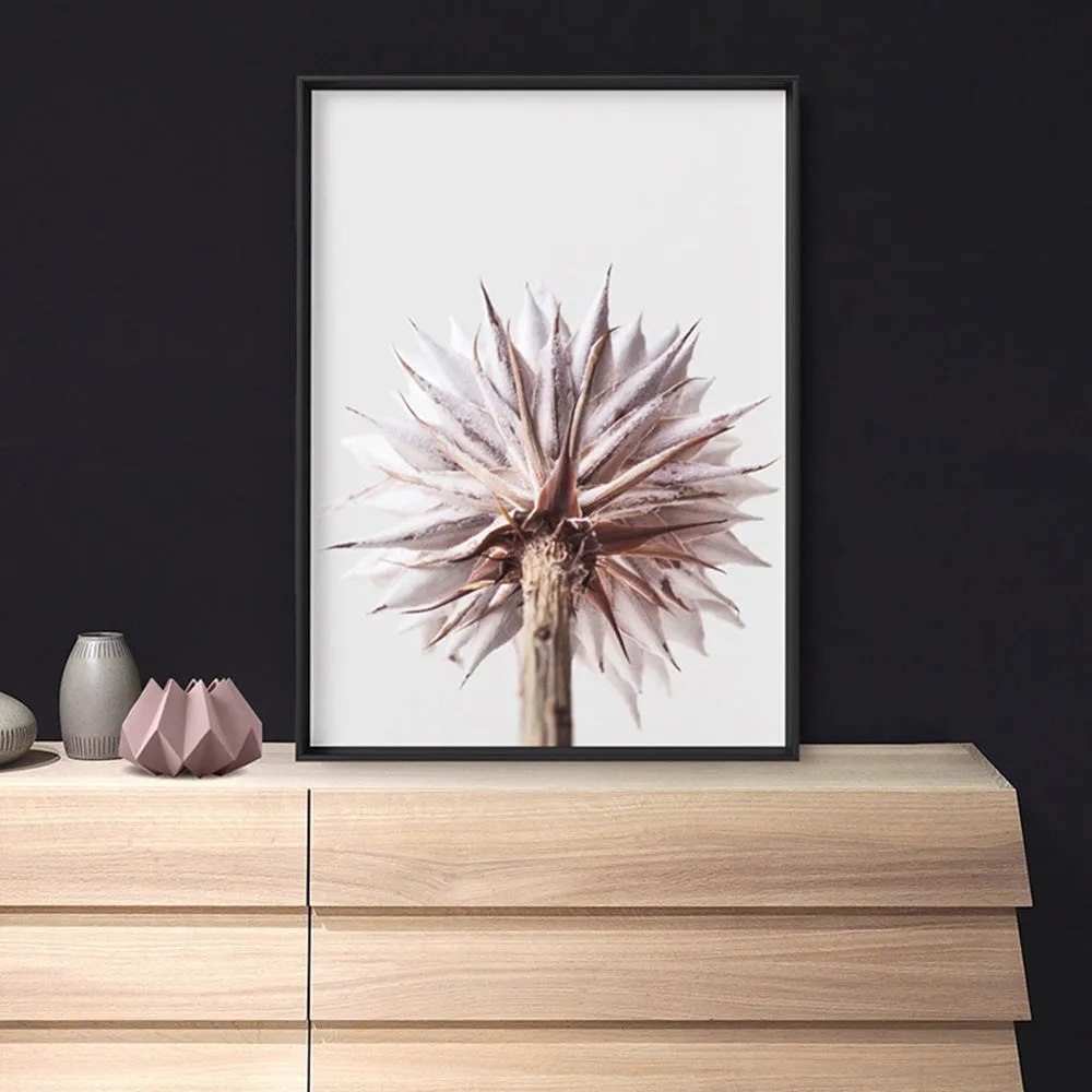 King Protea From Behind in Blush - Art Print
