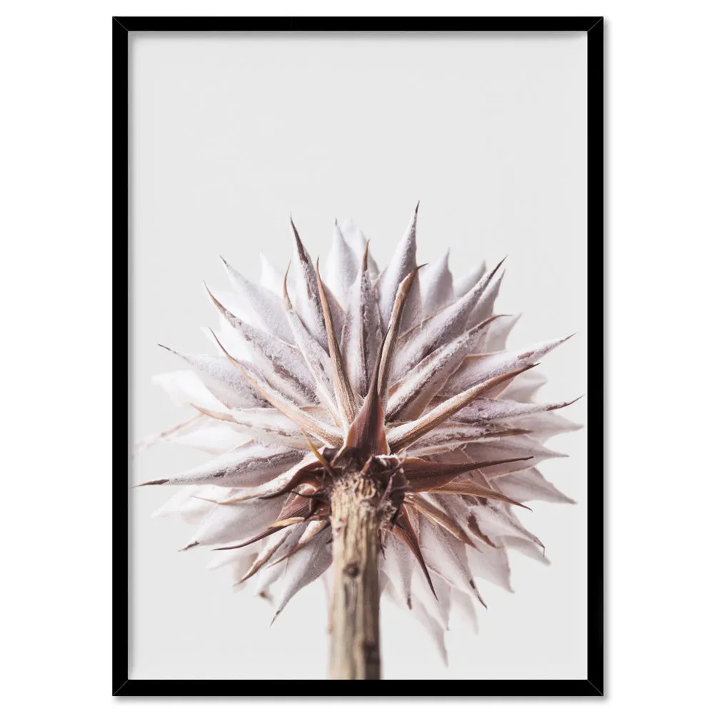 King Protea From Behind in Blush - Art Print