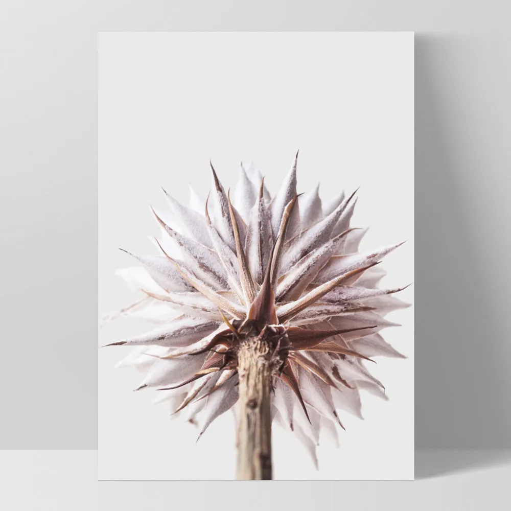 King Protea From Behind in Blush - Art Print