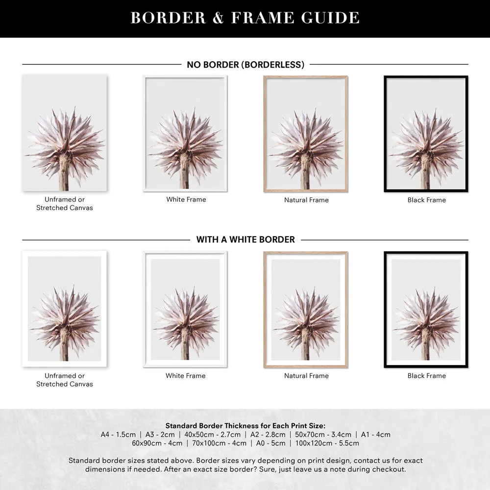 King Protea From Behind in Blush - Art Print