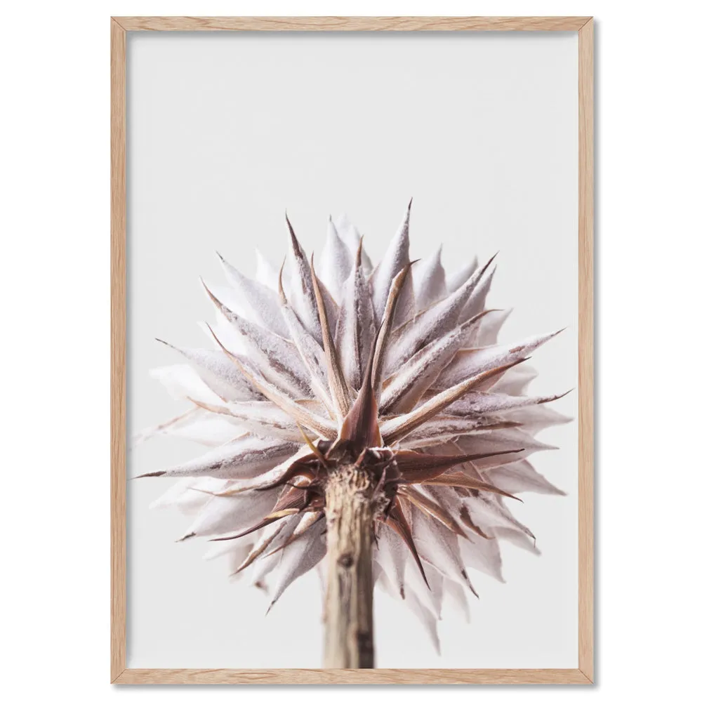 King Protea From Behind in Blush - Art Print
