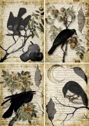 Raven Grimoire 4 pack