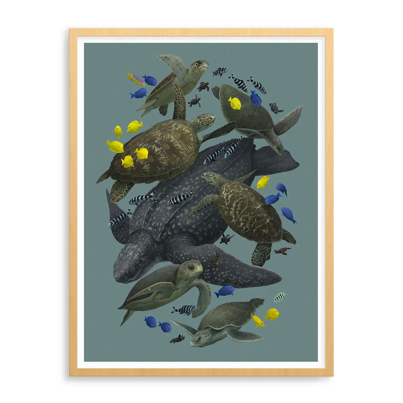 Sea Turtles of the World