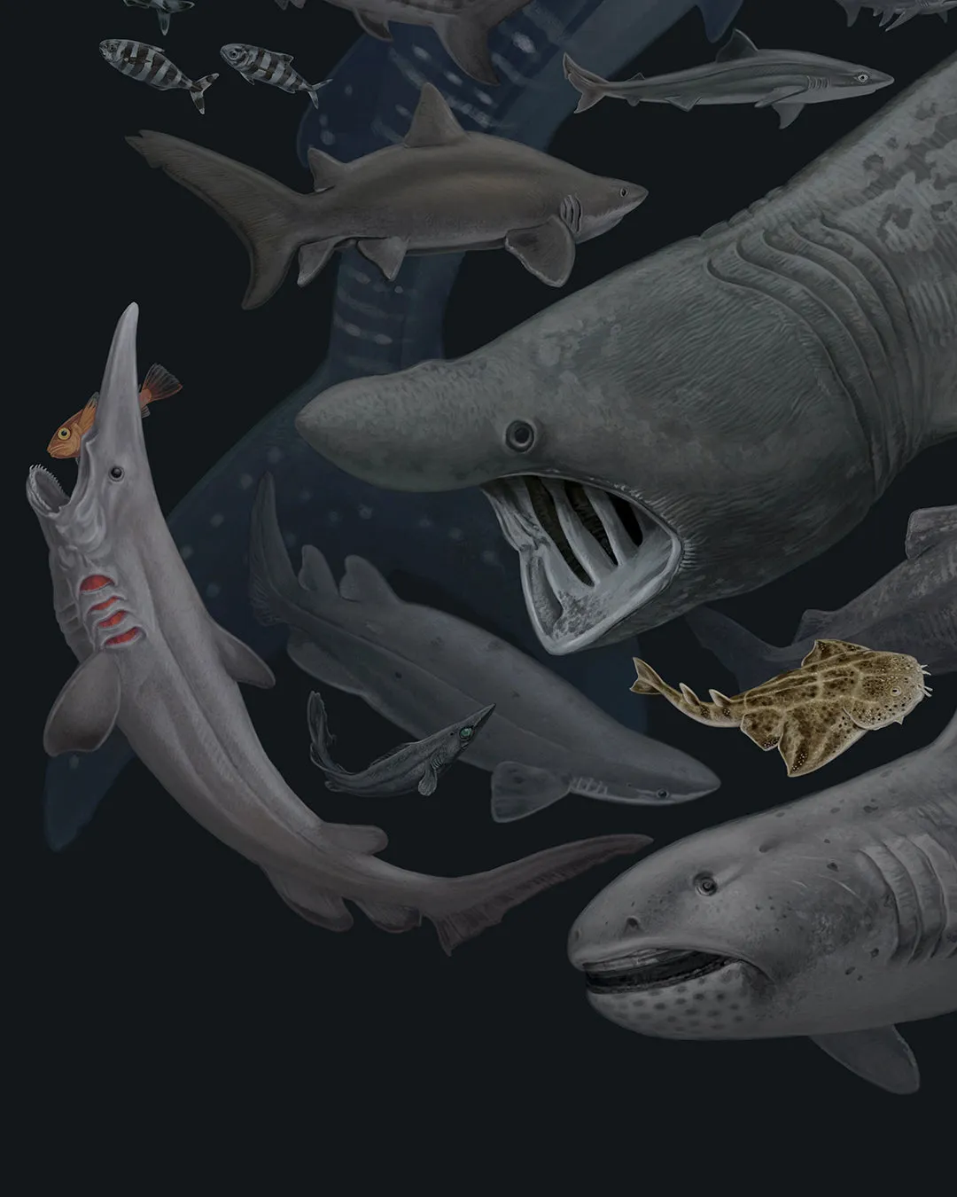 Sharks of the World
