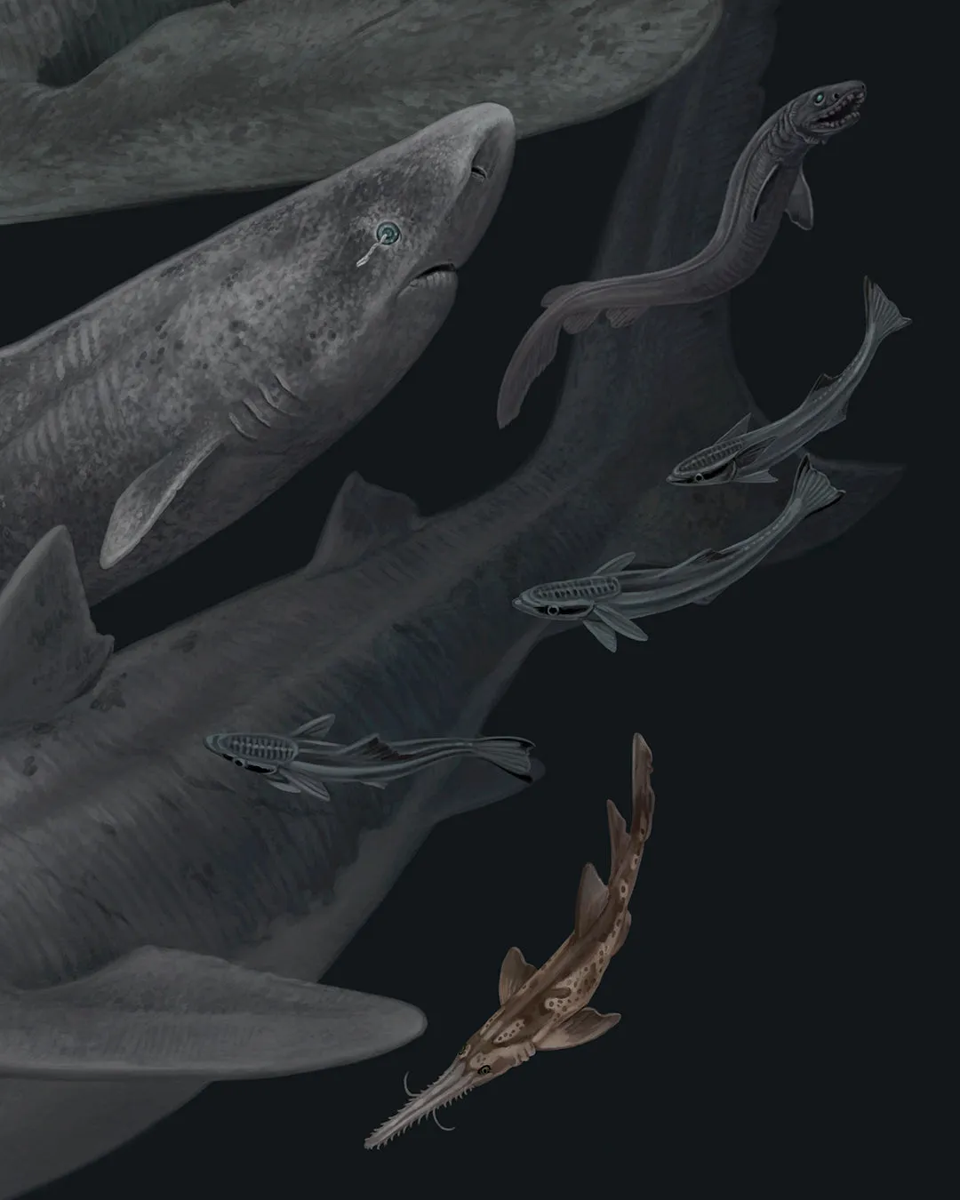 Sharks of the World